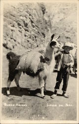 Boy with Llama Postcard