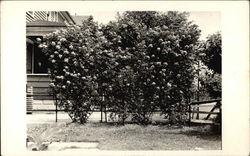 View of Bushes Postcard