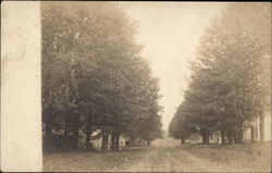 Looking Up Tree-Lined Street Postcard