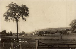 Elm Tree and Town Killawog, NY Postcard Postcard