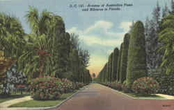 Avenue Of Australian Pines And Hibiscus In Florida Postcard