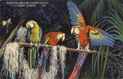 Beautiful Macaws, Parrot Jungle Postcard