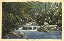 Trout Stream In Maine Postcard