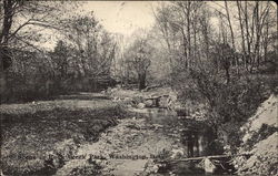 Scene in Rock Creek Park Postcard