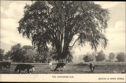 The Lancaster Elm Postcard