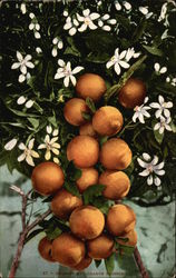 Oranges and Orange Blossom Postcard