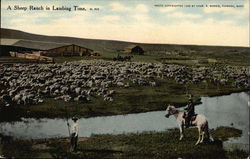 A Sheep Ranch in Lambing Time Postcard Postcard