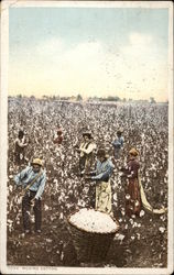 Picking Cotton Postcard