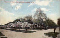 Magnolias in Bloom, Oxford Street Rochester, NY Postcard Postcard