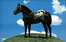 Top O' the World - Soap Sonny Appaloosa - Schulte Ranch Postcard