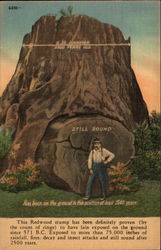 Redwood Stump Postcard