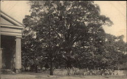 The Historic Oak Basking Ridge, NJ Postcard Postcard