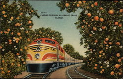 Passing through an orange grove Postcard