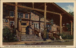 Native Deer on Steps of Bright Angel Lodge Arizona Postcard Postcard