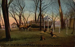 Elk in Riverside Park Zoo Postcard