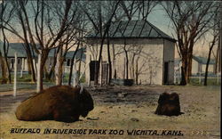 Buffalo in Riverside Park Zoo Postcard