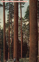 Oregon Fir Trees, Average Height 250 Feet Postcard