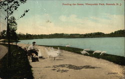 Feeding the Geese, Weequahic Park Postcard