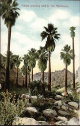 Palms Growing Wild in the Mountains Postcard