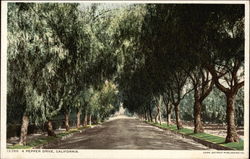 A Pepper Drive, California Postcard Postcard