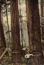 View of Big Trees in Washington State Logging Postcard Postcard