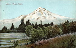 Mount Hood Oregon Postcard Postcard