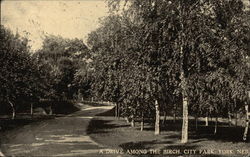 A drive among the birch, City Park York, NE Postcard Postcard