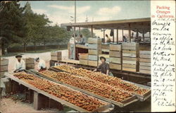 Packing Oranges Postcard