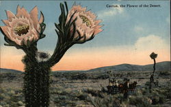 Cactus - The Flower of the Desert Cactus & Desert Plants Postcard Postcard