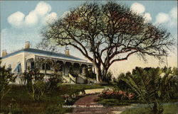 Tamarind Tree Postcard