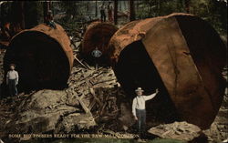 Some Big Timbers Ready for the Saw Mills Oregon Logging Postcard Postcard