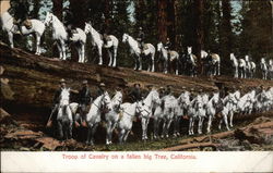 Troop of Cavalry on a fallen big tree California Postcard Postcard