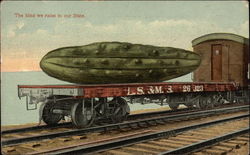 The kind we raise in our State. - Cucumber Postcard