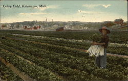 Celery Field Postcard