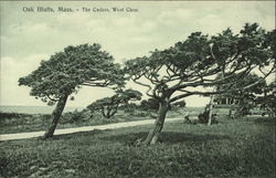 The Cedars, West Chop Oak Bluffs, MA Postcard Postcard