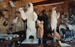 Knopp Brothers Taxidermy Studios Postcard