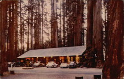 Richardson Grove State Park California Postcard Postcard