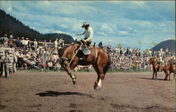 Bucking Bronc at Williams Lake Rodeo Postcard