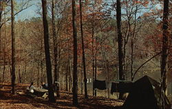 Brushy Lake Campsite, Bankhead National Forest Postcard