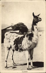 Llama, Peru Postcard Postcard