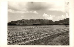 Planted Fields Postcard