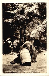 Black Bear Postcard