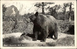 Bear Yosemite National Park, CA Postcard Postcard