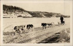 Dog Sled Team Dogs Postcard Postcard