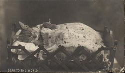 Dead to the World - Cat in a Bed Cats Postcard Postcard