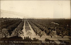 Winterhaven Orange Grove Postcard