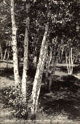 Birches in Itasca State Park Postcard