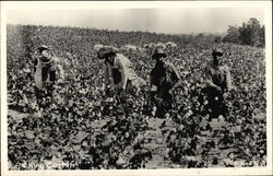 Picking Cotton Postcard