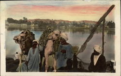 Men with Camels Postcard