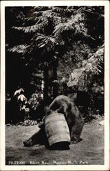 Black Bear Mount Rainier National Park, WA Postcard Postcard